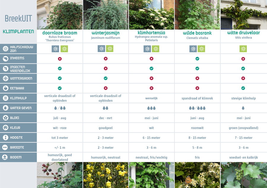 Een overzicht met de eigenschappen van de klimplanten
